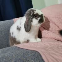 Photo of Cabbage Patch