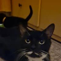Photo of Muffin