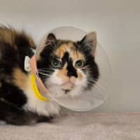 Photo of Cici