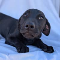 Photo of Dolly