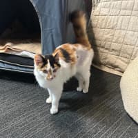 Photo of Cali