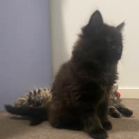 Photo of Hocus **2nd Chance Cat Rescue**