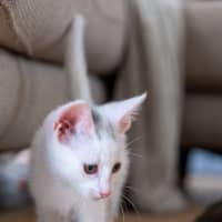 Photo of Loki
