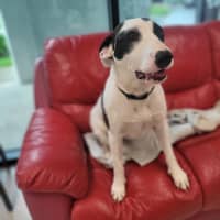 Photo of Pepper