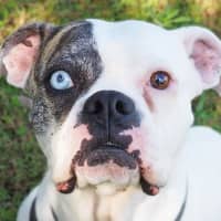 Photo of Gypsy