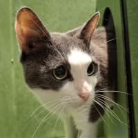 Photo of Asteria 