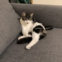 Photo of Poppy (Was Betty)