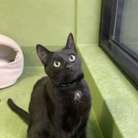 Photo of Hamlet