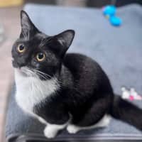 Photo of Sweetie Pie