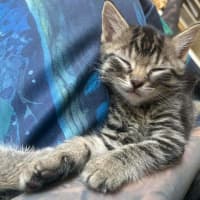 Photo of Pegi (Aka Tent Peg)