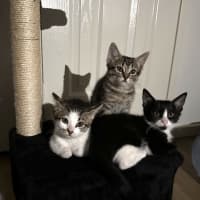 Photo of Tilly