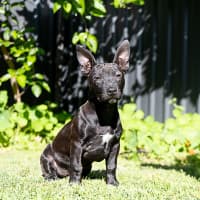 Photo of Riff