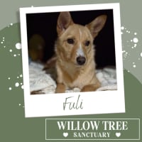 Photo of Fuli
