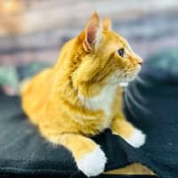 Photo of Thelonious   Located In Fitzroy 