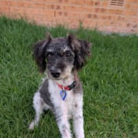 Photo of Jack   1 Year Old Poodle X Terrier 