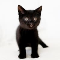 Photo of Indie