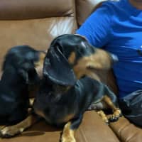 Photo of Jemma And Hunter Bonded Pair