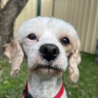 Photo of Anna   3 Year Old Maltese X