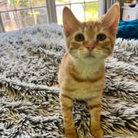 Photo of Benjamin Puddin *9 Lives Project Rescue*