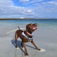 Photo of Coco
