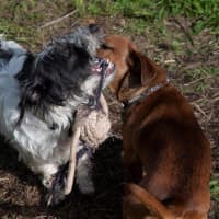 Photo of Bean And Dunkin Russelton