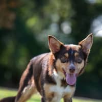 Photo of Ruby