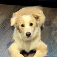 Photo of Biscuit