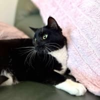 Photo of Stripe And Bandit   Located In Croydon