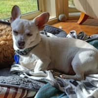 Photo of Chevy 🚗 Chihuahua X Dachshund (On Trial 13/6/25)