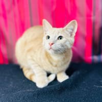 Photo of Jack (Located In Preston) 