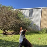 Photo of Socks