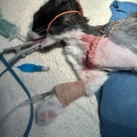 Photo of Tayra The Tiny Tripod Tuxie