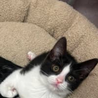 Photo of Tortelleni   In Foster Care In Ashburton