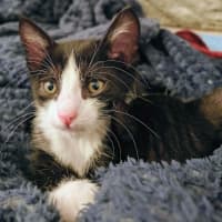 Photo of Badger 