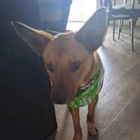 Photo of Pep (Aka) Pepper