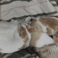 Photo of Biscoff Was Ginger