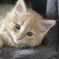 Photo of Gingie Bread