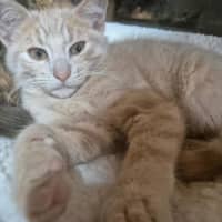 Photo of Nutmeg