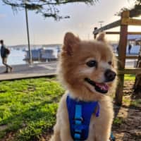 Photo of Ricco   10 Year Old Pomeranian (Trial)