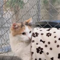 Photo of Ruth Russelton