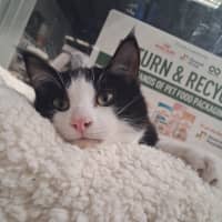 Photo of Stumpy