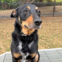 Photo of Banjo