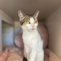 Photo of Queen Croissant