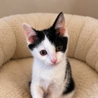 Photo of Marshmallow