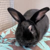 Photo of Chippy