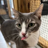 Photo of Yo Yo Mashed Potato + Mew Mew Pa Choo