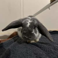 Photo of Dumpling