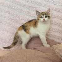 Photo of Lilly   In Foster Care In Croydon