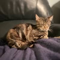 Photo of Tilly 