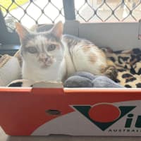 Photo of Tinkerbell